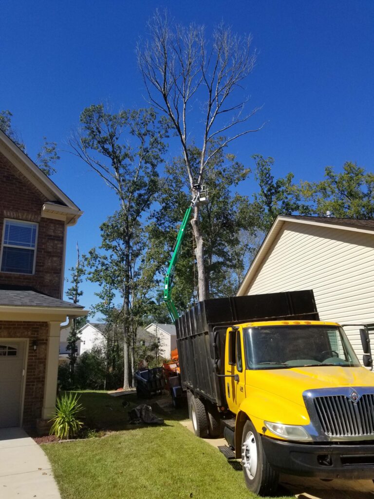 Residential Tree Removal between houses that are close together