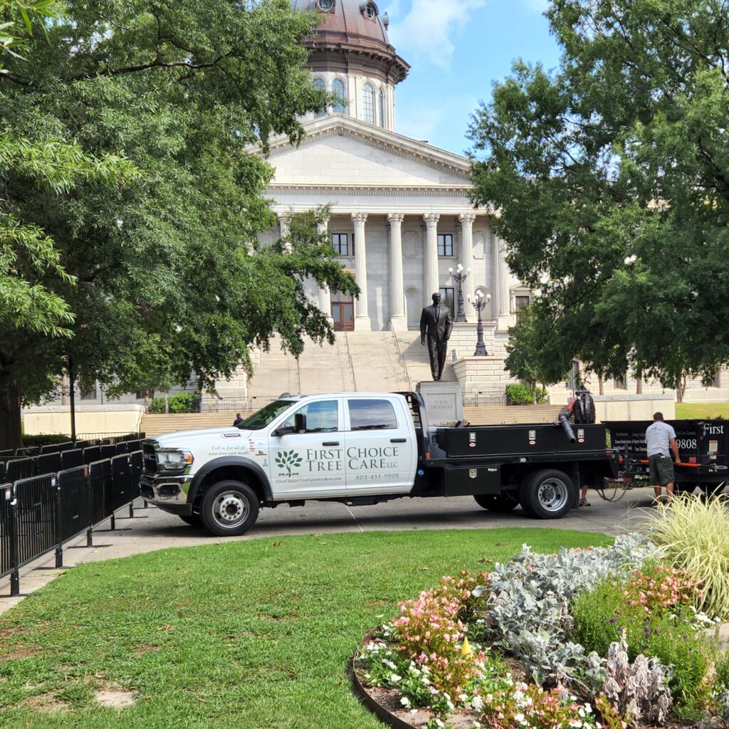 Commercial Tree Service At The Sc State House